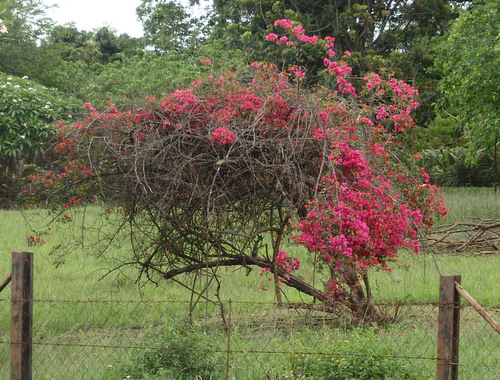 Bougainvillea.